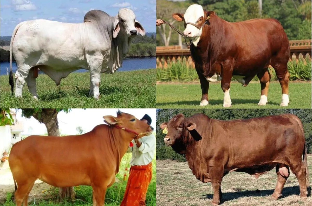 sapi kurban: Tabel Perbandingan: Sapi Jantan vs Sapi Betina untuk Kurban