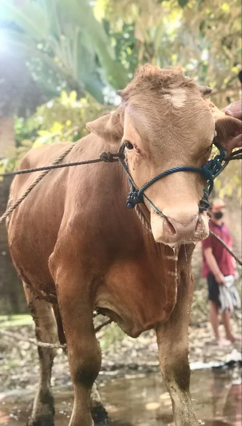Mitos dan Kesalahpahaman Seputar Qurban