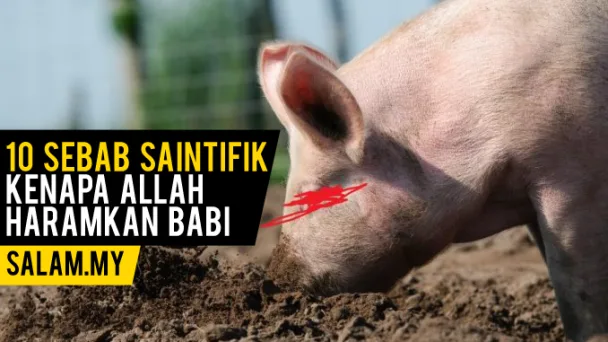 kenapa babi haram - Fakta Ilmiah yang Mendukung Keharaman Babi