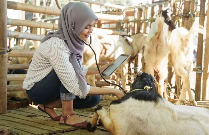 hukum menyembelih: Menutup Pembahasan dengan Praktik yang Bertanggung Jawab
