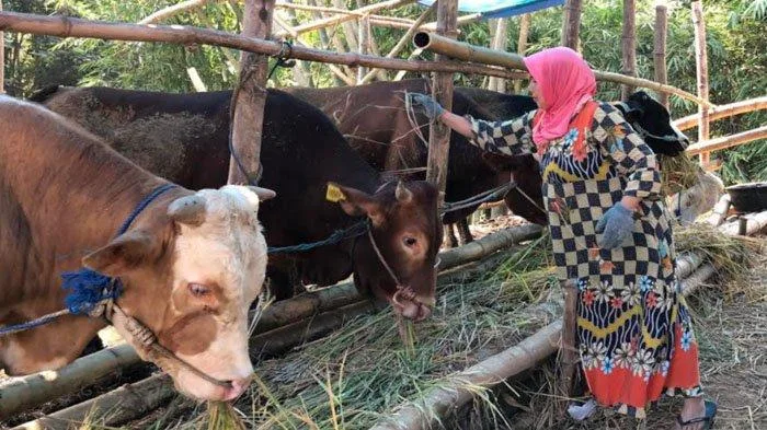 Kesalahan Umum saat Membaca Doa Menyembelih Sapi