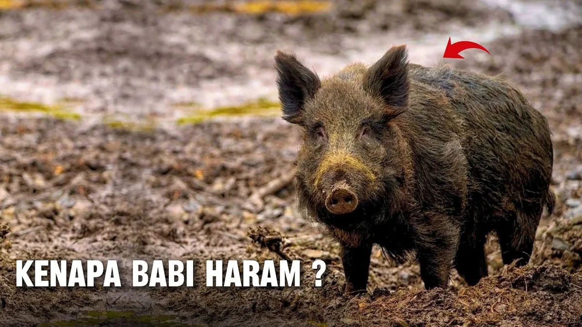 kenapa babi haram: Panduan Praktis Menghindari Produk Berbahan Babi
