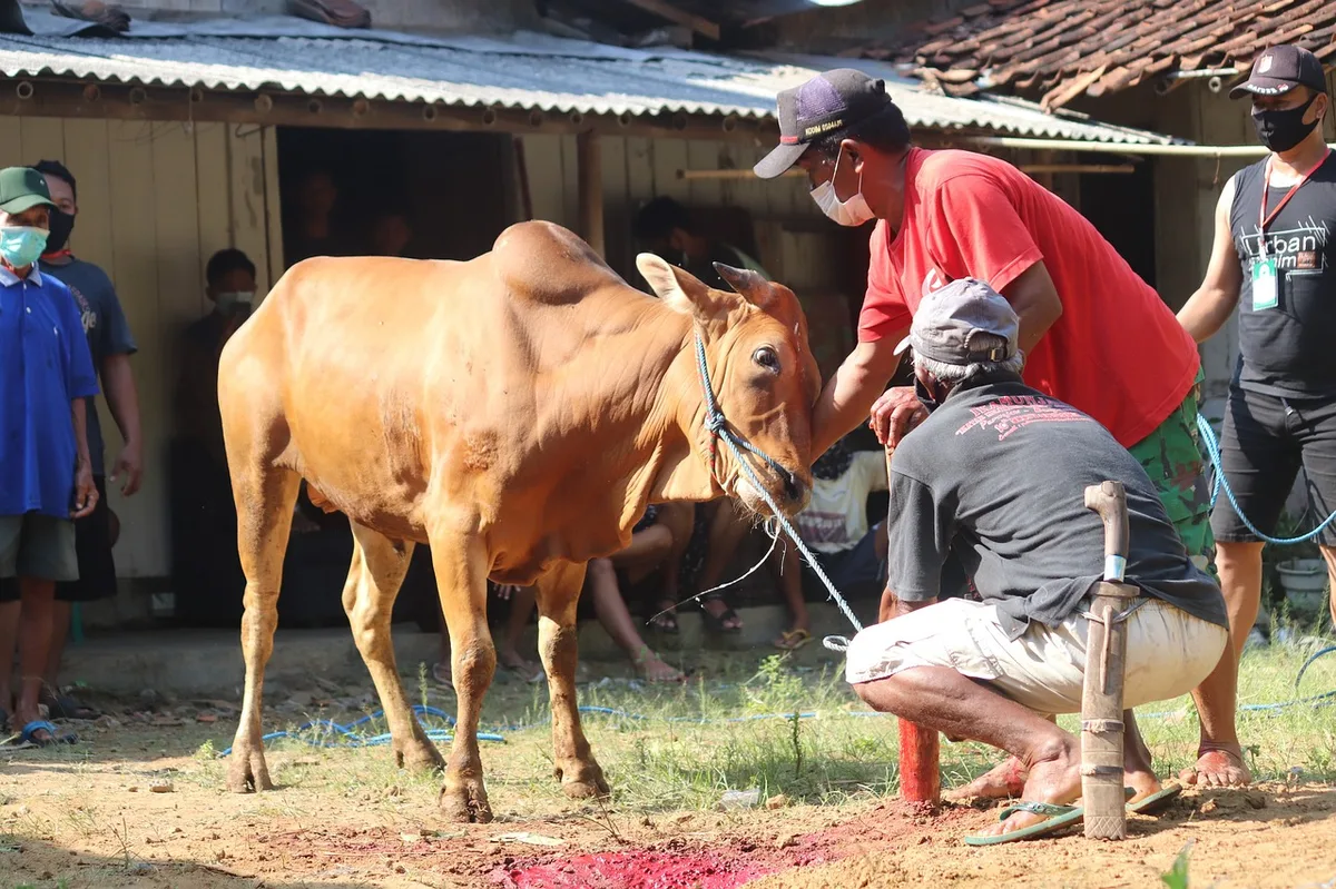 ayah tentang qurban