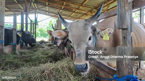 Pertanyaan Umum Seputar Sapi Kurban