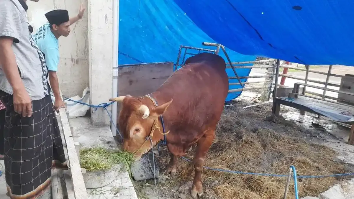 Pertanyaan yang Sering Diajukan Seputar Doa Menyembelih Sapi