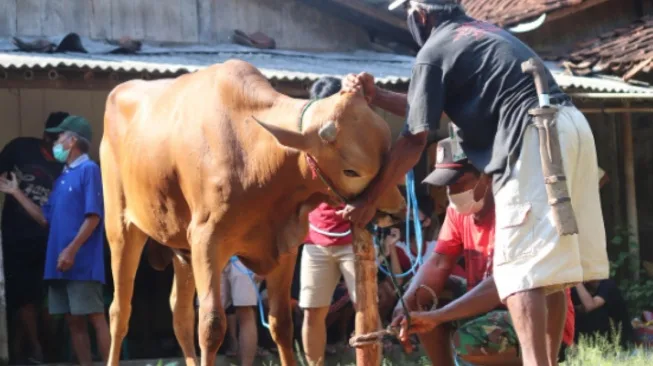 Doa Menyembelih Sapi Lengkap Arab, Latin, dan Artinya