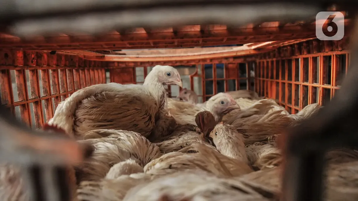 doa potong ayam menurut islam
