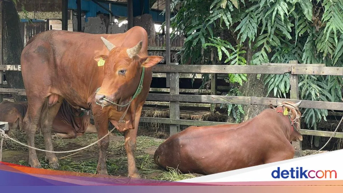doa menyembelih sapi