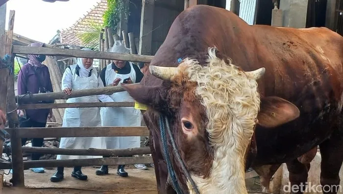 doa menyembelih sapi: Doa Menyembelih Ayam Jantan dan Hewan Kecil Lainnya