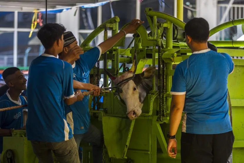 Tabel Perbandingan Alat Menyembelih Berdasarkan Jenis Hewan