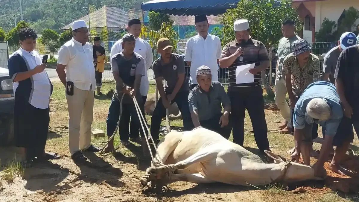 Pertanyaan Umum Seputar Alat Menyembelih