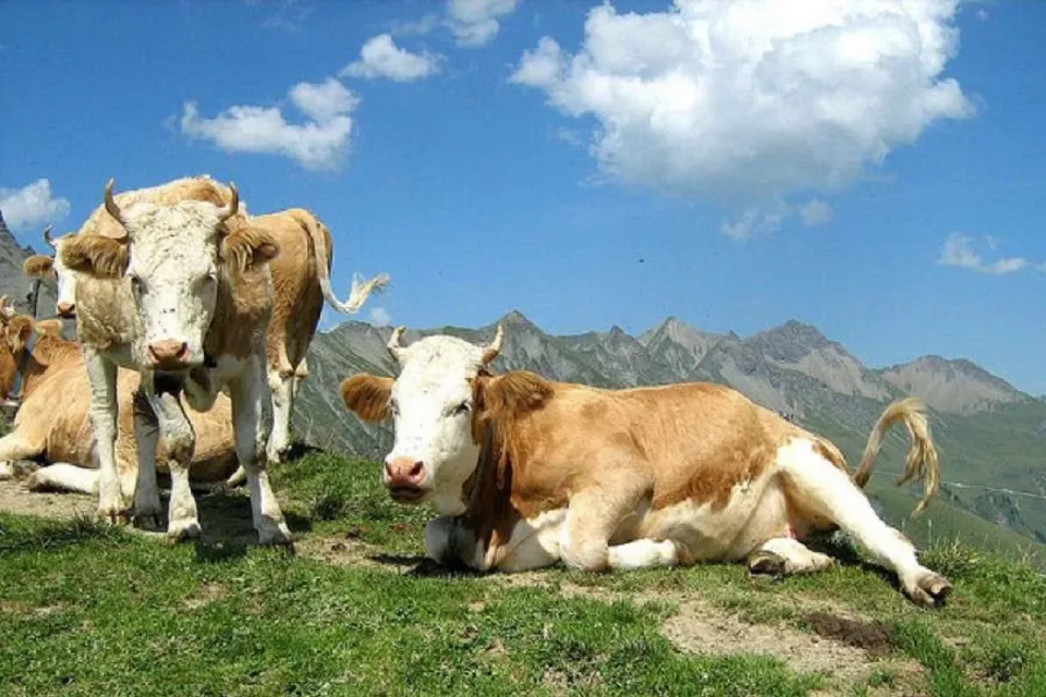 doa menyembelih sapi