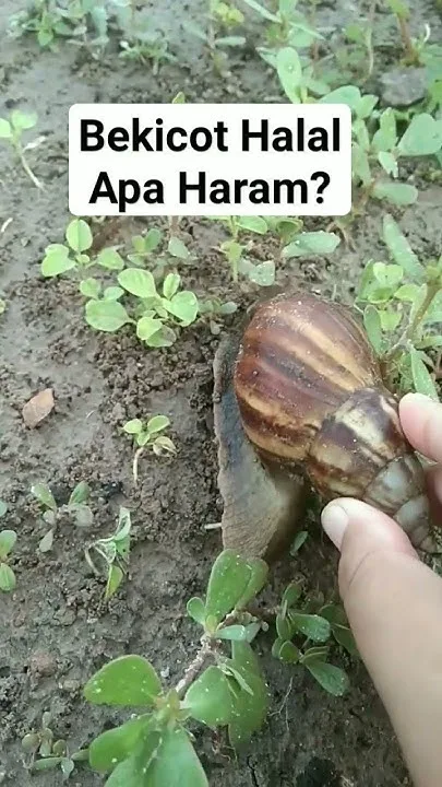 bekicot halal atau haram: Petunjuk Hadis tentang Hewan yang Boleh dan Dilarang Dimakan
