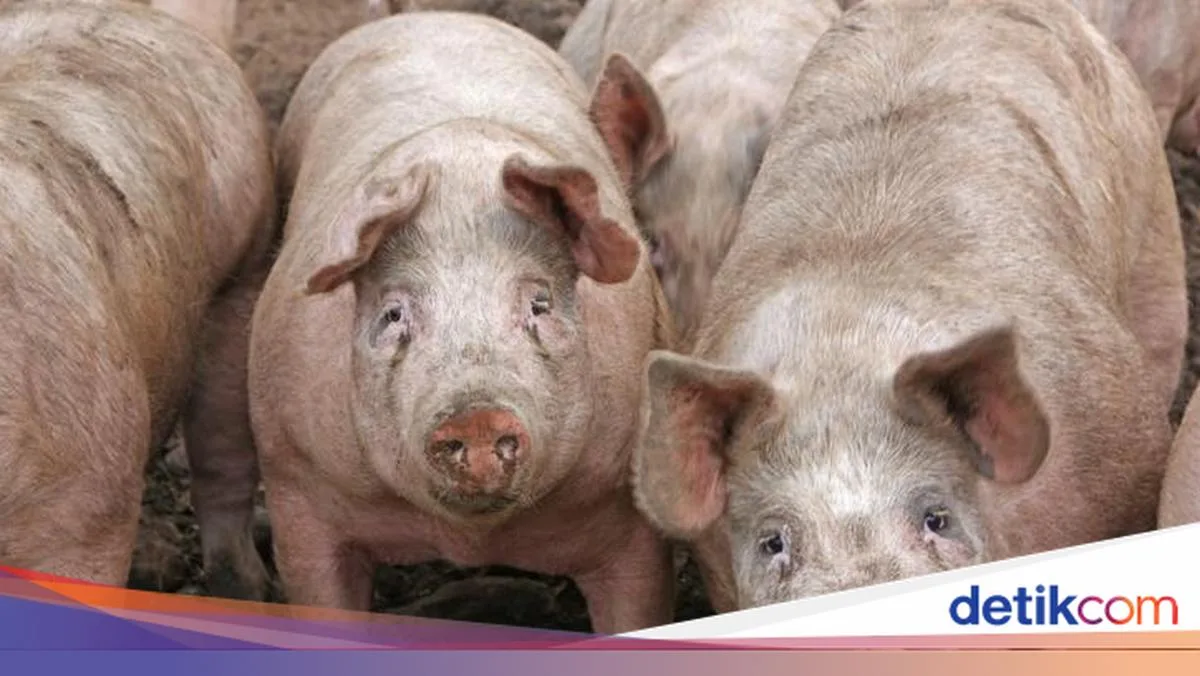 kenapa babi haram - Menghadapi Pertanyaan dari Non-Muslim dengan Bijak