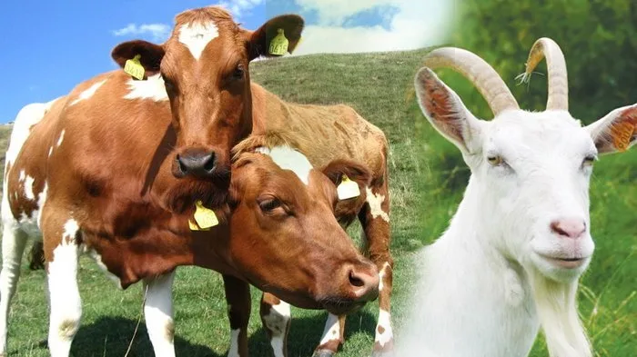 sapi kurban: Estimasi Biaya dan Tips Mengelola Dana Kurban Kelompok