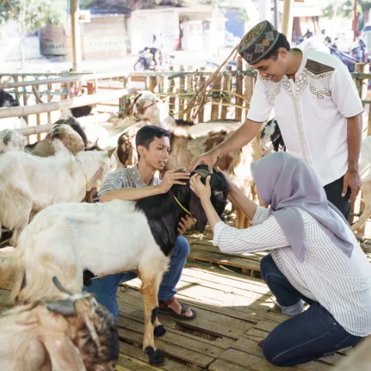 Perbedaan Tata Cara Menyembelih untuk Kurban, Akikah, dan