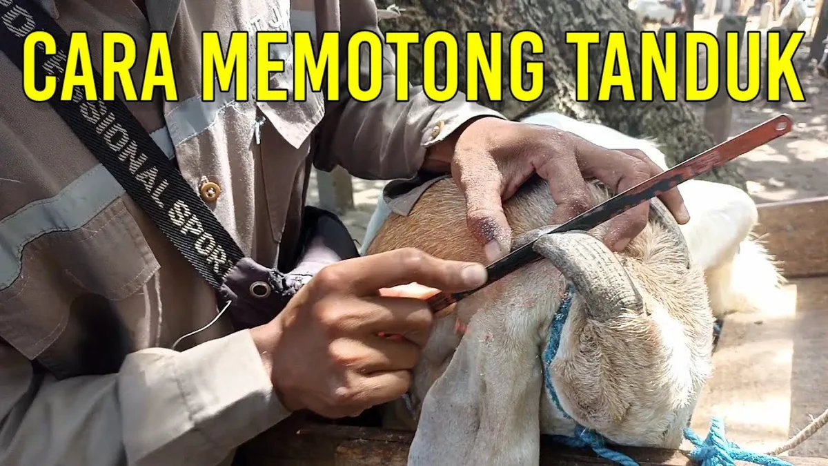 Mengapa Doa Memotong Kambing Penting Dipahami sebelum