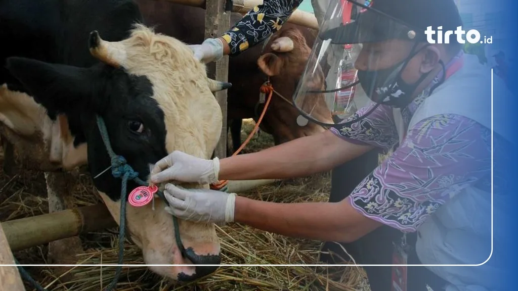 doa menyembelih sapi