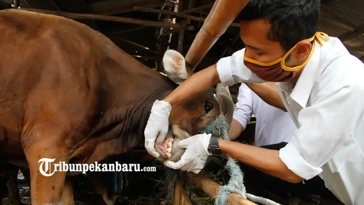 Panduan Langkah Memilih Alat Menyembelih yang Tepat