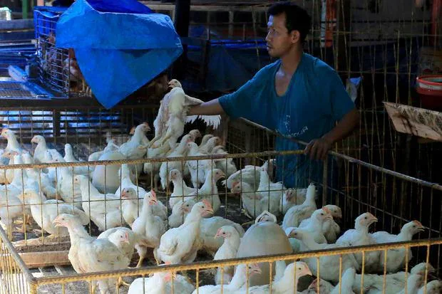 doa potong ayam menurut islam: Kesalahan Umum saat Membaca Doa Potong Ayam