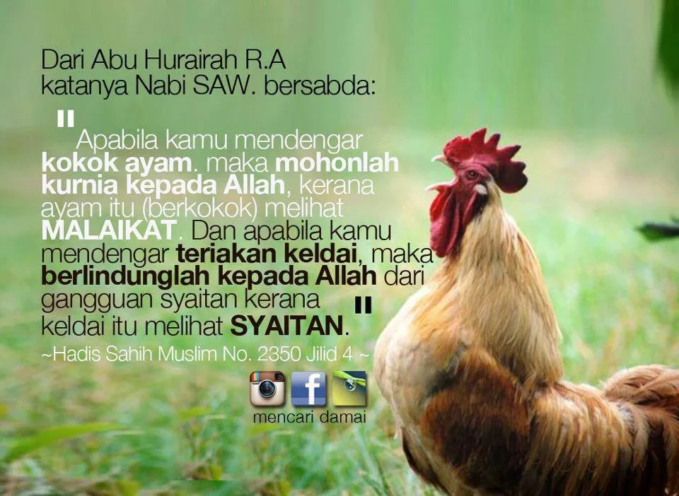 doa potong ayam menurut islam