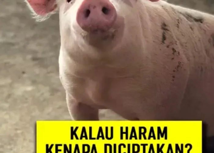 kenapa babi haram - Pertanyaan yang Sering Diajukan tentang Keharaman Babi