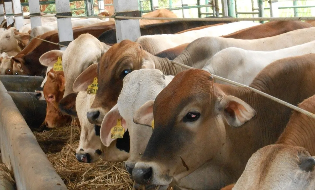 doa sapi kurban