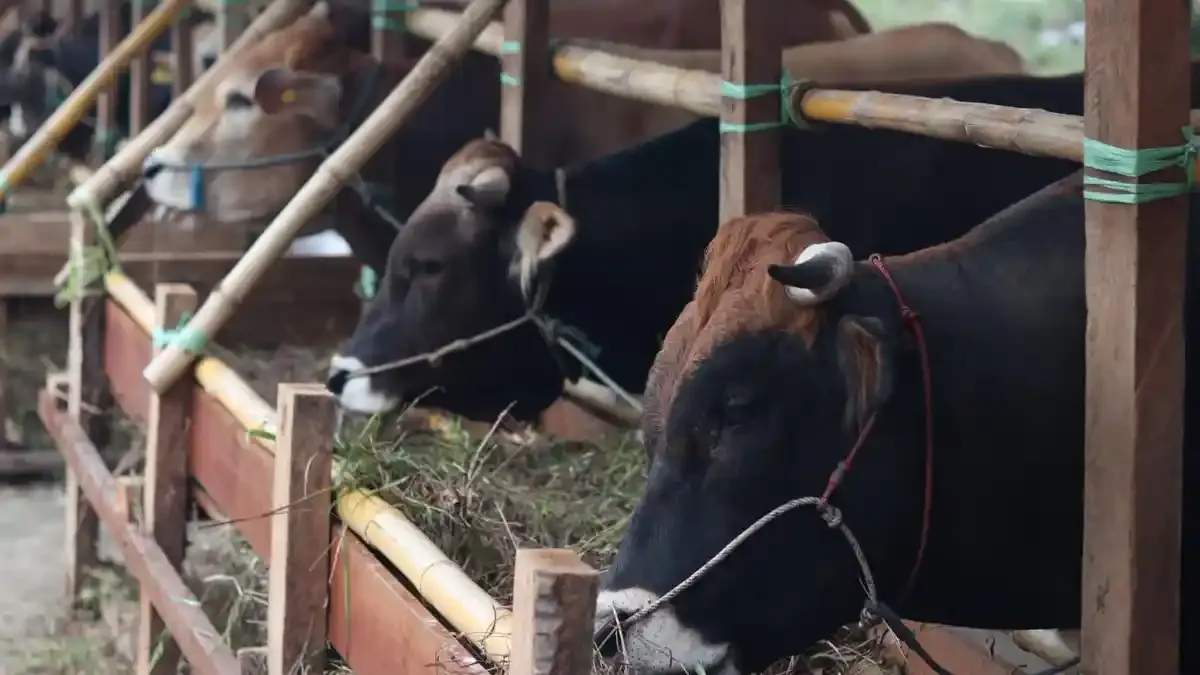 doa menyembelih sapi