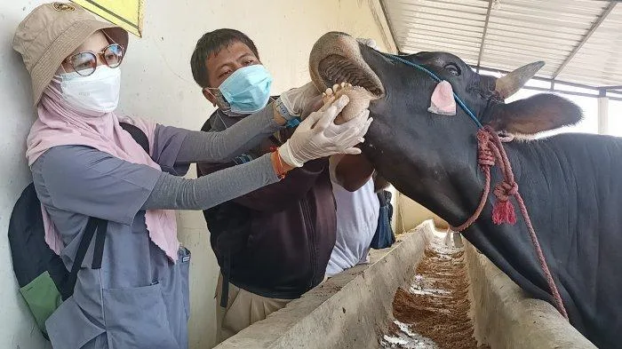 doa menyembelih sapi - Tata Cara Menyembelih Sapi Sesuai Sunnah