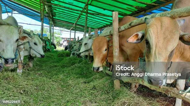 doa sapi kurban: Memilih Hewan Kurban Sapi yang Layak