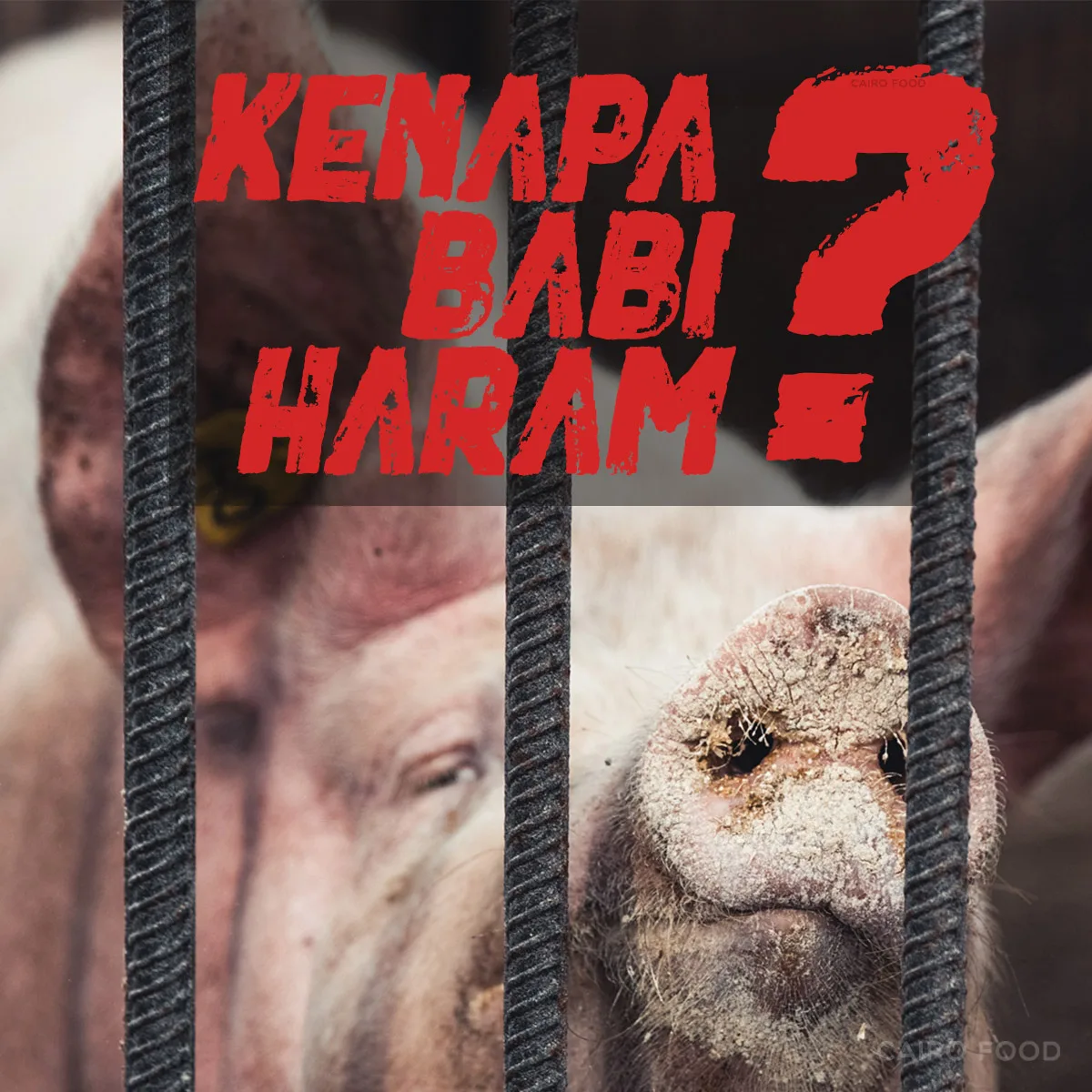 Kenapa Babi Haram: Panduan dan Penjelasan Lengkap