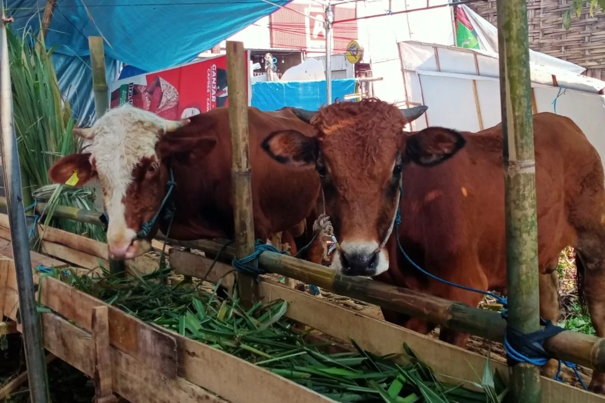 pengertian qurban