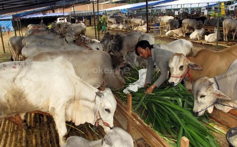 Pertanyaan yang Sering Diajukan Seputar Syarat Menyembelih