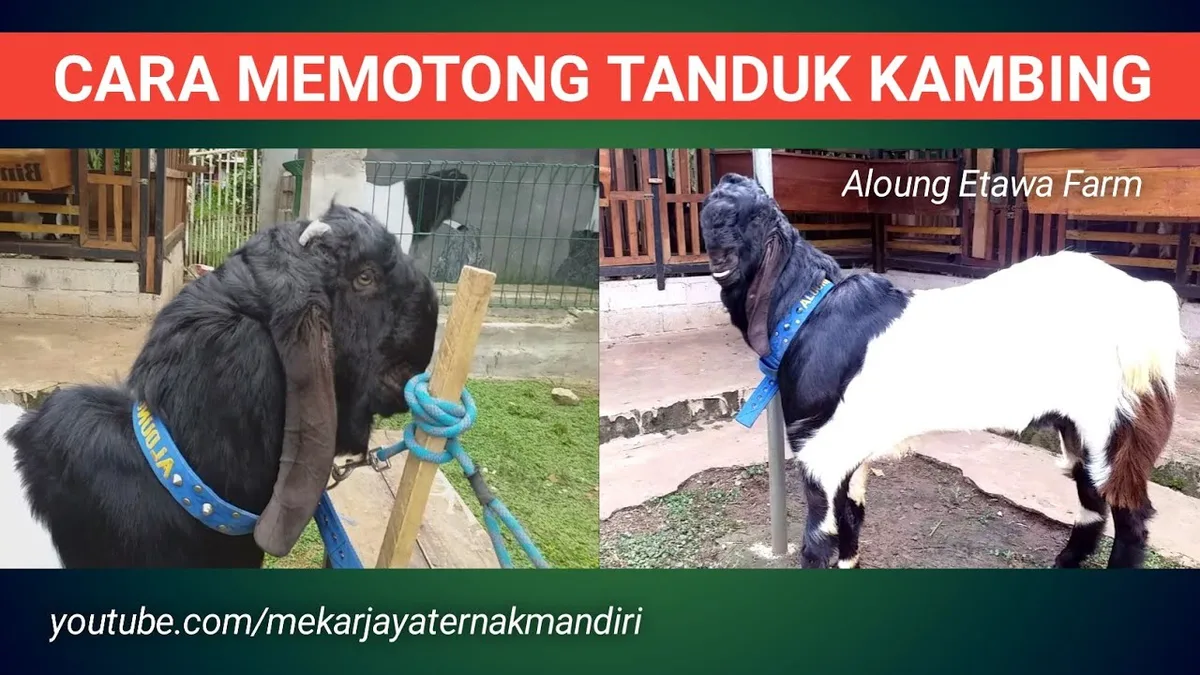 Doa Memotong Kambing dalam Konteks Ibadah Kurban Sehari-hari