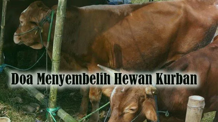 doa menyembelih sapi: Perbedaan Doa Menyembelih Aqiqah dengan Sembelihan Lazim