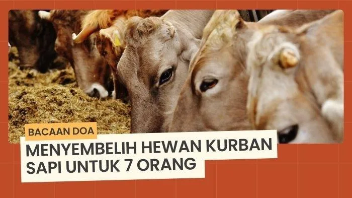 Arti dan Makna Mendalam Doa Menyembelih Sapi