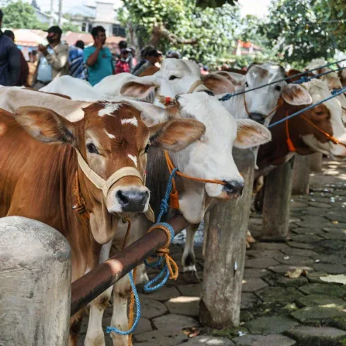 hukum kurban: Pembagian Daging Kurban: Ketentuan dan Prioritas Penerima