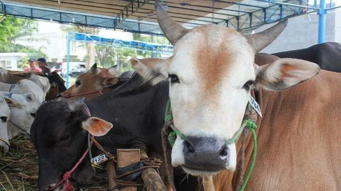 doa menyembelih sapi
