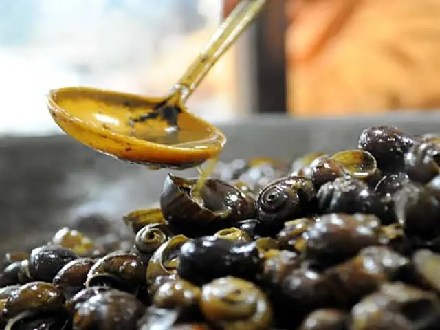 bekicot halal atau haram