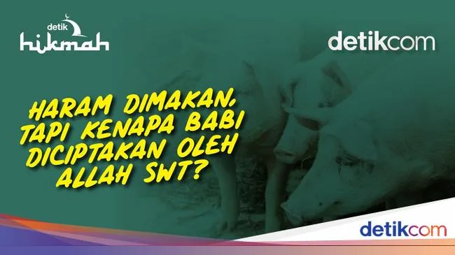 kenapa babi haram: Peran Sertifikasi Halal dalam Menjawab Keraguan