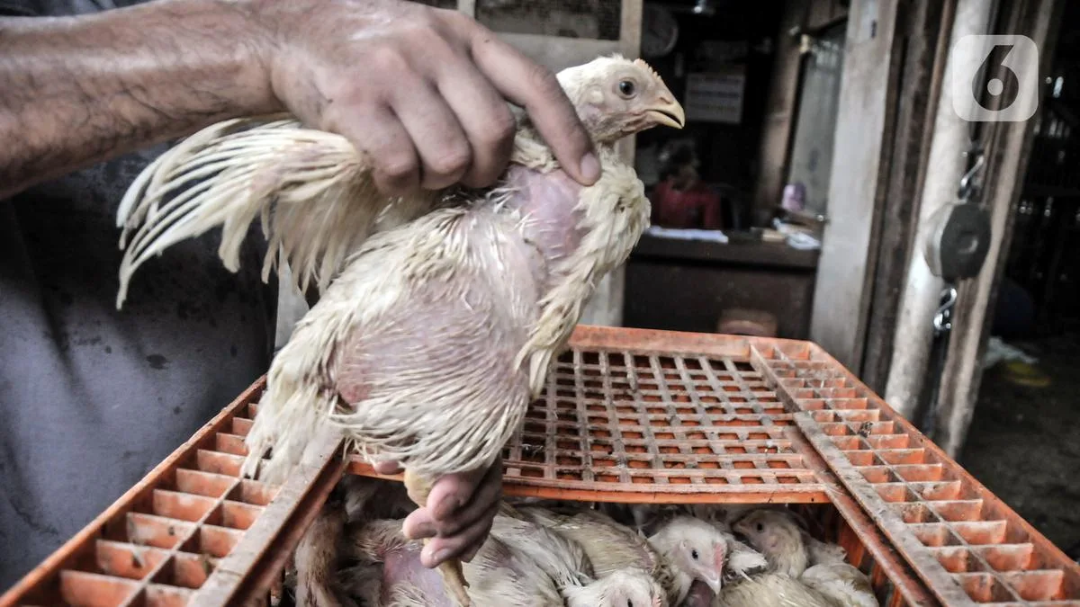 doa potong ayam menurut islam