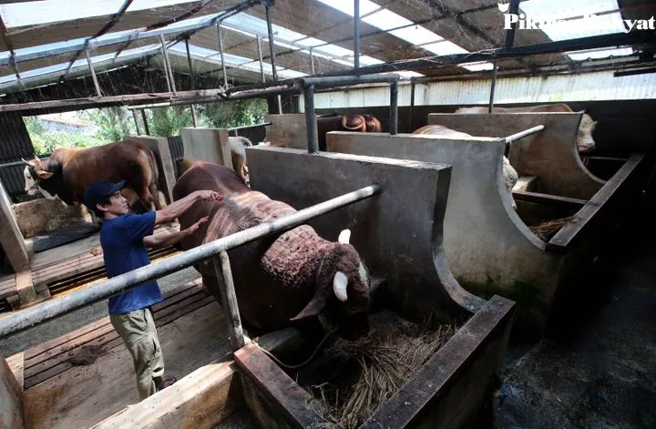 doa menyembelih sapi: Adab dan Etika Penyembelihan: Meneladani Sunnah dalam