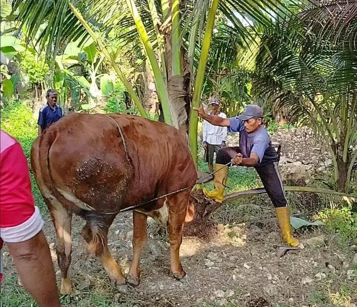 Kaitan Alat Menyembelih dengan Doa dan Adab Penyembelihan
