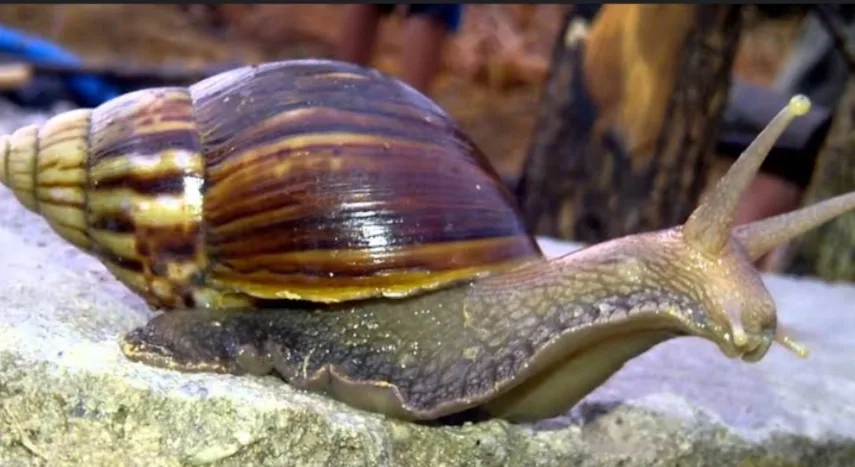 bekicot halal atau haram: Dasar Al-Qur'an tentang Makanan Halal dan Thayyib
