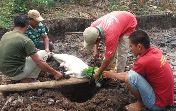 Kesalahan Umum saat Membaca Doa Memotong Kambing dan Cara