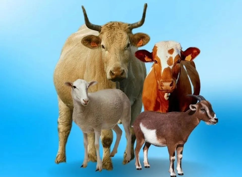 pengertian qurban