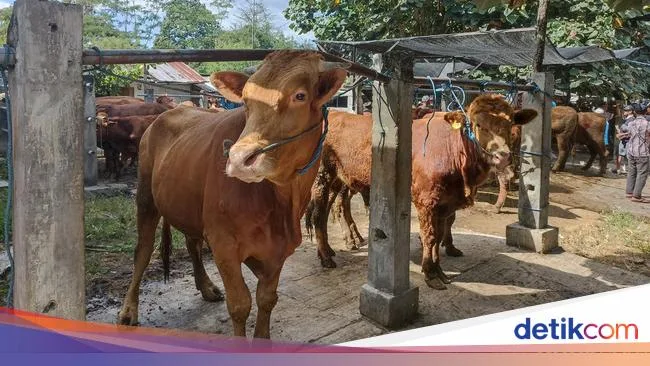 doa menyembelih sapi