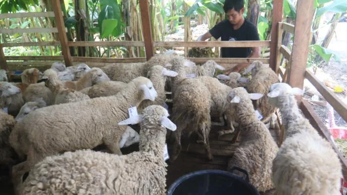 doa memotong kambing