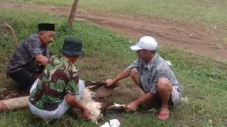 Doa Memotong Kambing Lengkap Arab, Latin, dan Artinya