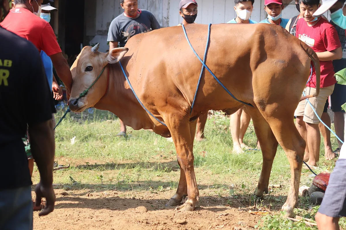 doa menyembelih sapi